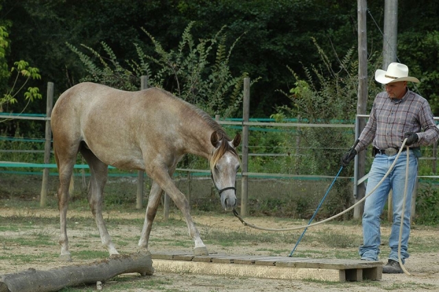  amis chevaux 